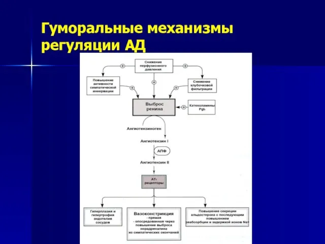 Гуморальные механизмы регуляции АД