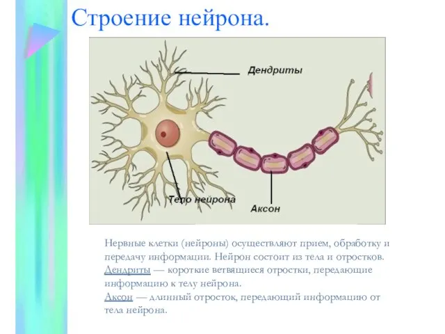 Строение нейрона. Нервные клетки (нейроны) осуществляют прием, обработку и передачу информации. Нейрон