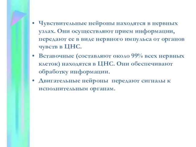 Чувствительные нейроны находятся в нервных узлах. Они осуществляют прием информации, передают ее