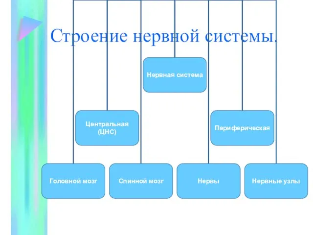 Строение нервной системы.