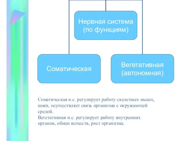 Соматическая н.с. регулирует работу скелетных мышц, кожи, осуществляет связь организма с окружающей