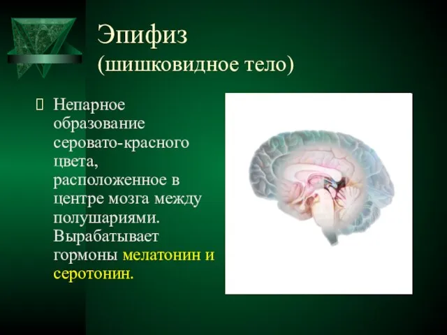 Эпифиз (шишковидное тело) Непарное образование серовато-красного цвета, расположенное в центре мозга между