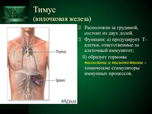 Тимус (вилочковая железа) Расположен за грудиной, состоит из двух долей. Функции: а)