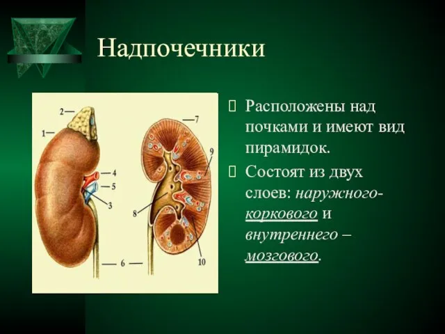 Надпочечники Расположены над почками и имеют вид пирамидок. Состоят из двух слоев: