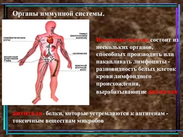 Органы иммунной системы. Иммунная система состоит из нескольких органов, способных производить или