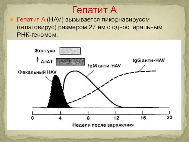 Гепатит A (HAV) вызывается пикорнавирусом (гепатовирус) размером 27 нм с односпиральным РНК-геномом. Гепатит А