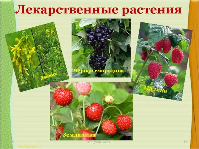 Лекарственные растения * http://aida.ucoz.ru Донник Чёрная смородина Малина Земляника