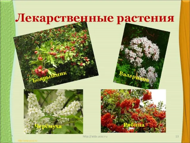 Лекарственные растения * http://aida.ucoz.ru Валериана Боярышник Черёмуха Рябина