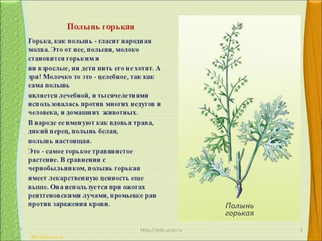 Полынь горькая Горька, как полынь - гласит народная молва. Это от нее,