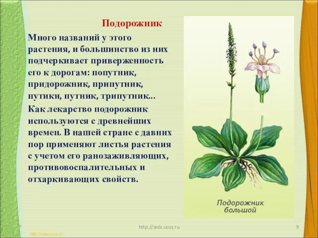 Подорожник Много названий у этого растения, и большинство из них подчеркивает приверженность