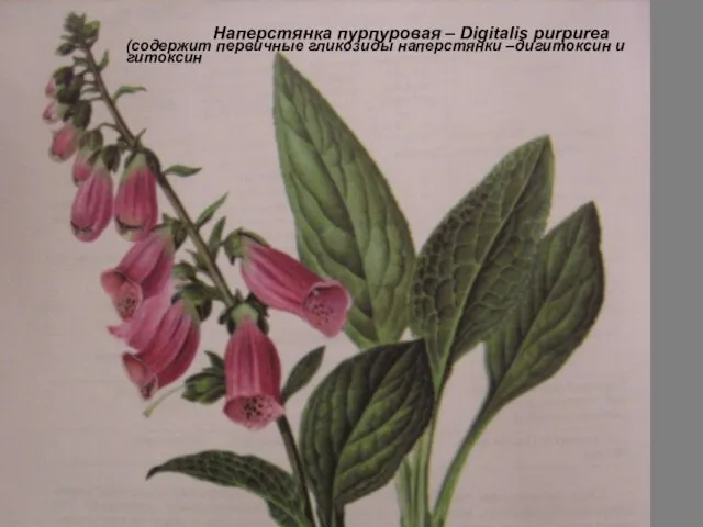 Наперстянка пурпуровая – Digitalis purpurea (содержит первичные гликозиды наперстянки –дигитоксин и гитоксин