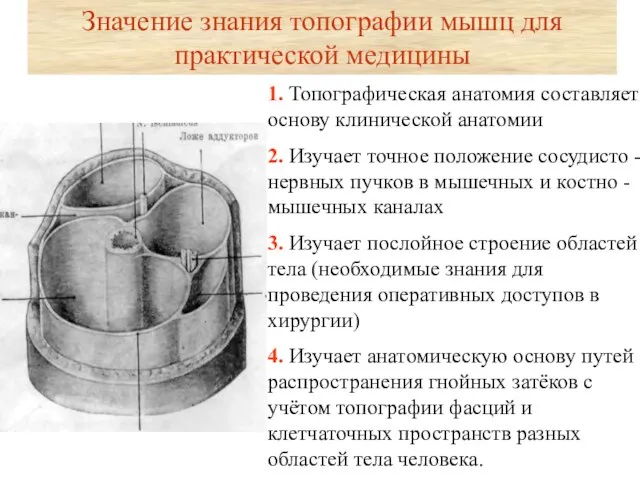 Значение знания топографии мышц для практической медицины 1. Топографическая анатомия составляет основу