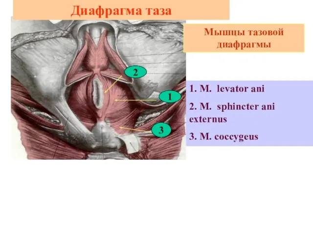 Диафрагма таза 1. M. levator ani 2. M. sphincter ani externus 3.