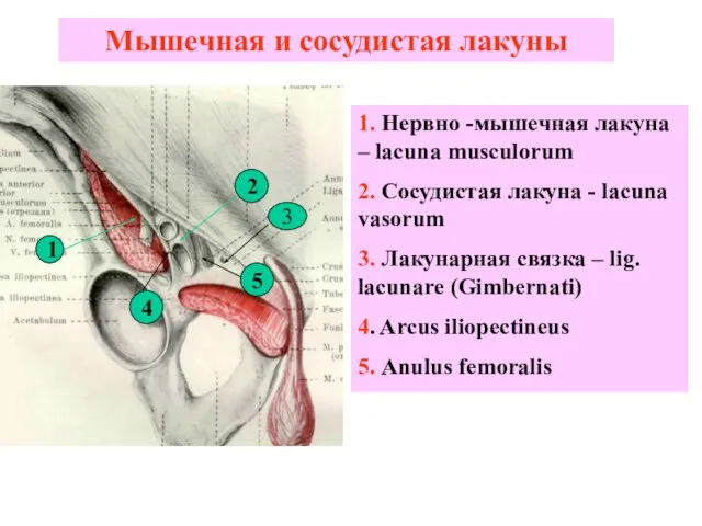 Мышечная и сосудистая лакуны 1. Нервно -мышечная лакуна – lacuna musculorum 2.
