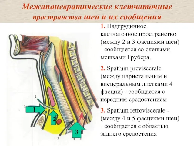 Межапоневратические клетчаточные пространства шеи и их сообщения 1. Надгрудинное клетчаточное пространство (между