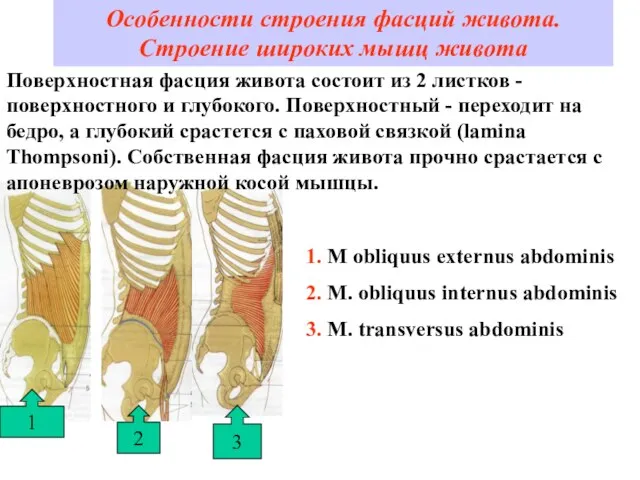 Особенности строения фасций живота. Строение широких мышц живота 2 1 3 Поверхностная