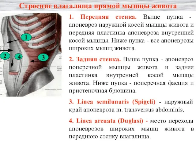 Строение влагалища прямой мышцы живота 1. Передняя стенка. Выше пупка - апоневроз