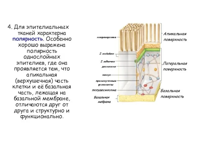 4. Для эпителиальных тканей характерна полярность. Особенно хорошо выражена полярность однослойных эпителиев,