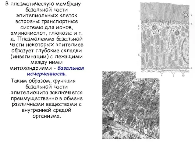 В плазматическую мембрану базальной части эпителиальных клеток встроены транспортные системы для ионов,