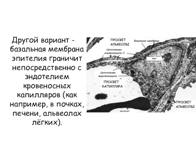 Другой вариант - базальная мембрана эпителия граничит непосредственно с эндотелием кровеносных капилляров