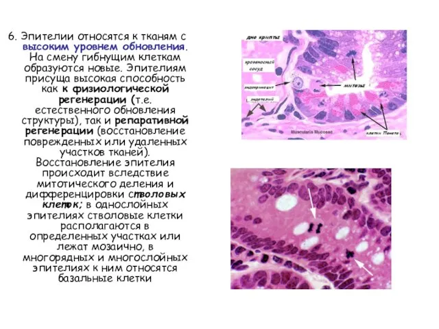 6. Эпителии относятся к тканям с высоким уровнем обновления. На смену гибнущим