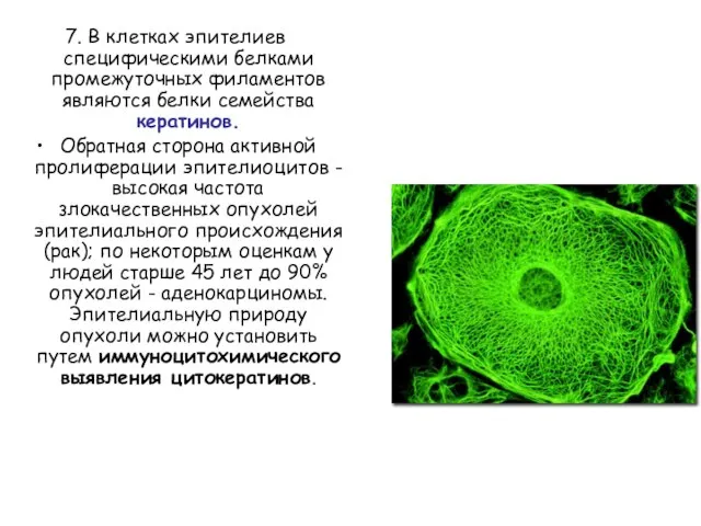 7. В клетках эпителиев специфическими белками промежуточных филаментов являются белки семейства кератинов.
