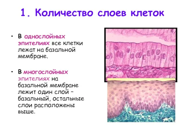 1. Количество слоев клеток В однослойных эпителиях все клетки лежат на базальной