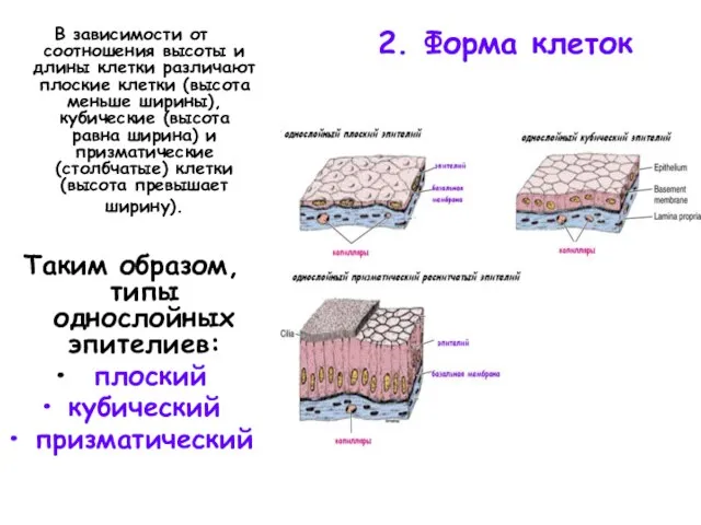 2. Форма клеток В зависимости от соотношения высоты и длины клетки различают