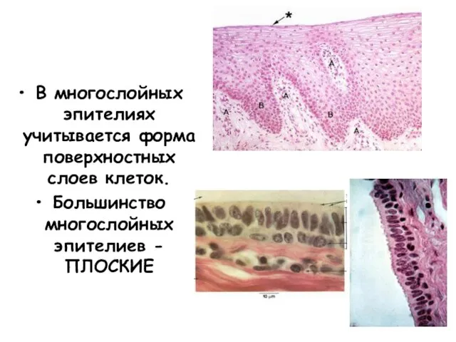 В многослойных эпителиях учитывается форма поверхностных слоев клеток. Большинство многослойных эпителиев - ПЛОСКИЕ