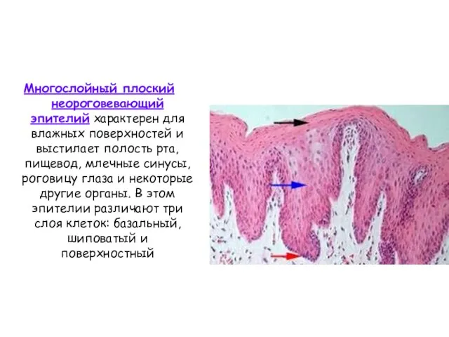 Многослойный плоский неороговевающий эпителий характерен для влажных поверхностей и выстилает полость рта,