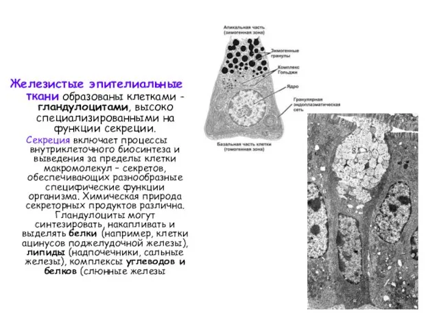 Железистые эпителиальные ткани образованы клетками - гландулоцитами, высоко специализированными на функции секреции.