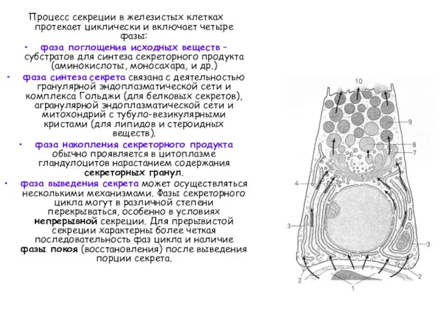 Процесс секреции в железистых клетках протекает циклически и включает четыре фазы: фаза