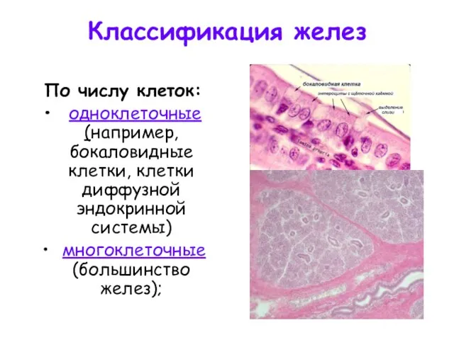 Классификация желез По числу клеток: одноклеточные (например, бокаловидные клетки, клетки диффузной эндокринной системы) многоклеточные (большинство желез);