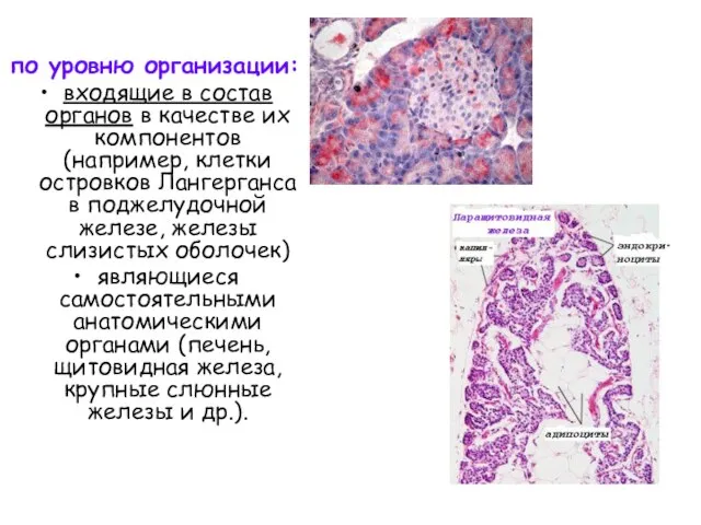 по уровню организации: входящие в состав органов в качестве их компонентов (например,