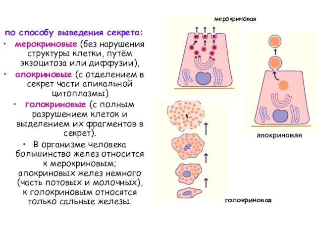 по способу выведения секрета: мерокриновые (без нарушения структуры клетки, путём экзоцитоза или