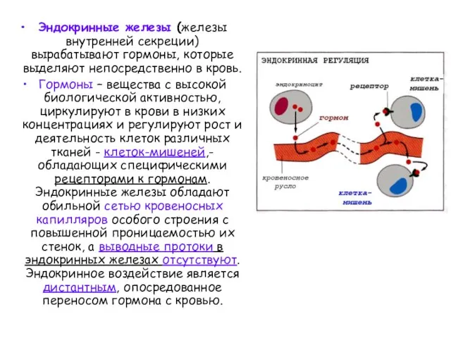 Эндокринные железы (железы внутренней секреции) вырабатывают гормоны, которые выделяют непосредственно в кровь.