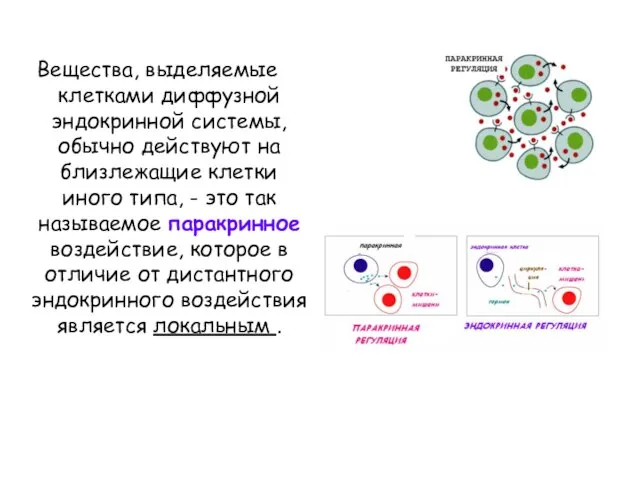 Вещества, выделяемые клетками диффузной эндокринной системы, обычно действуют на близлежащие клетки иного