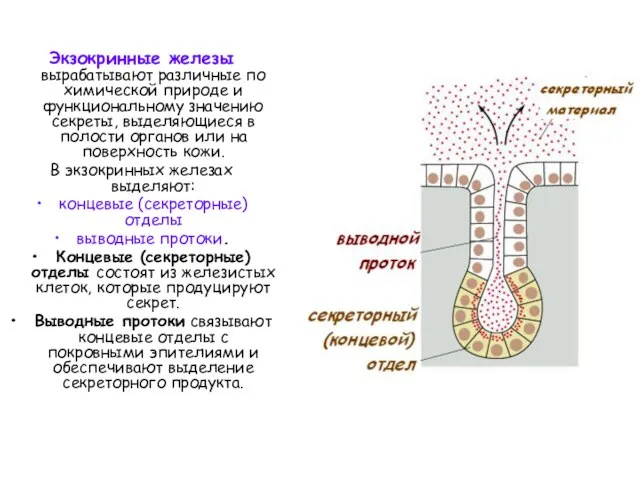 Экзокринные железы вырабатывают различные по химической природе и функциональному значению секреты, выделяющиеся