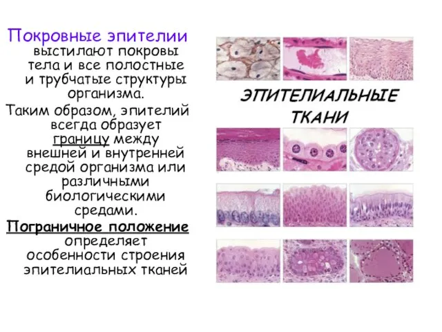 Покровные эпителии выстилают покровы тела и все полостные и трубчатые структуры организма.