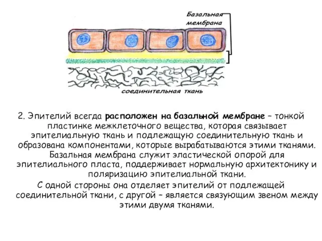 2. Эпителий всегда расположен на базальной мембране – тонкой пластинке межклеточного вещества,
