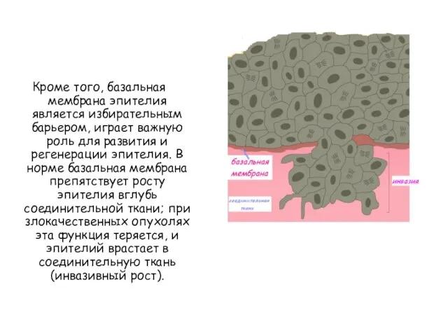 Кроме того, базальная мембрана эпителия является избирательным барьером, играет важную роль для