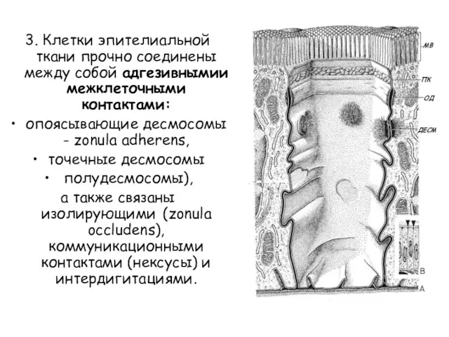 3. Клетки эпителиальной ткани прочно соединены между собой адгезивнымии межклеточными контактами: опоясывающие