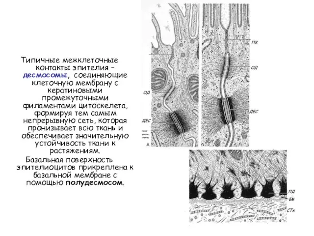 Типичные межклеточные контакты эпителия – десмосомы, соединяющие клеточную мембрану с кератиновыми промежуточными