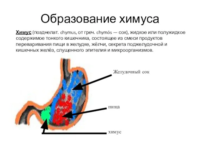 Образование химуса пища Желудочный сок химус Химус (позднелат. chymus, от греч. chymós