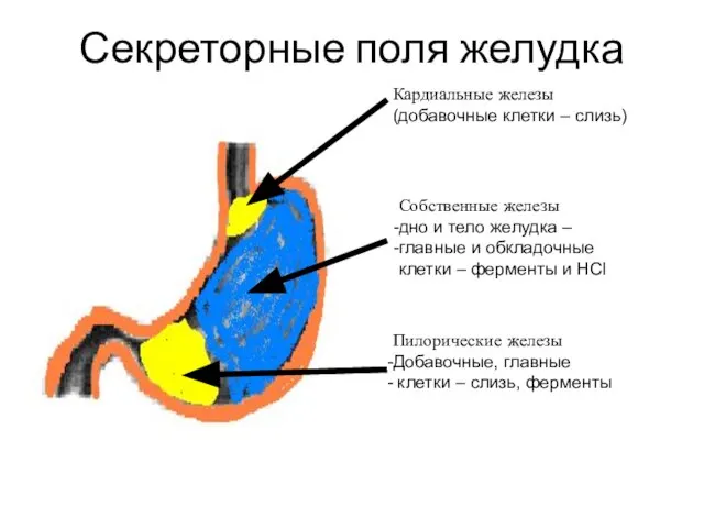 Секреторные поля желудка Кардиальные железы (добавочные клетки – слизь) Собственные железы дно