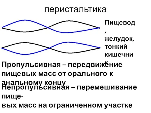 перистальтика Пропульсивная – передвижение пищевых масс от орального к анальному концу Непропульсивная