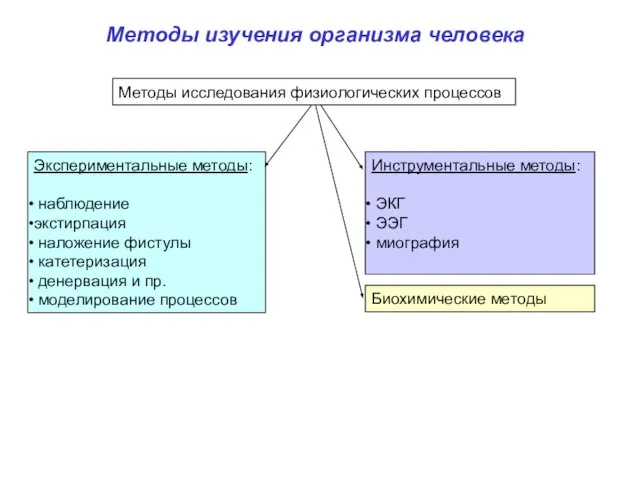 Методы изучения организма человека Экспериментальные методы: наблюдение экстирпация наложение фистулы катетеризация денервация