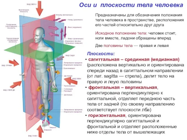Оси и плоскости тела человека Предназначены для обозначения положения тела человека в