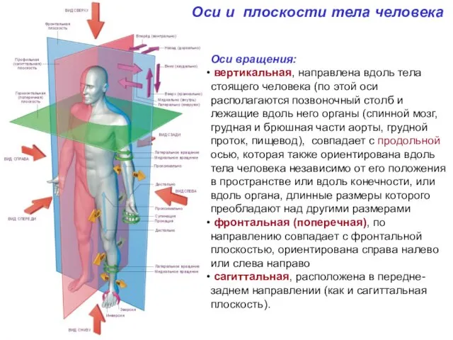 Оси и плоскости тела человека Оси вращения: вертикальная, направлена вдоль тела стоящего