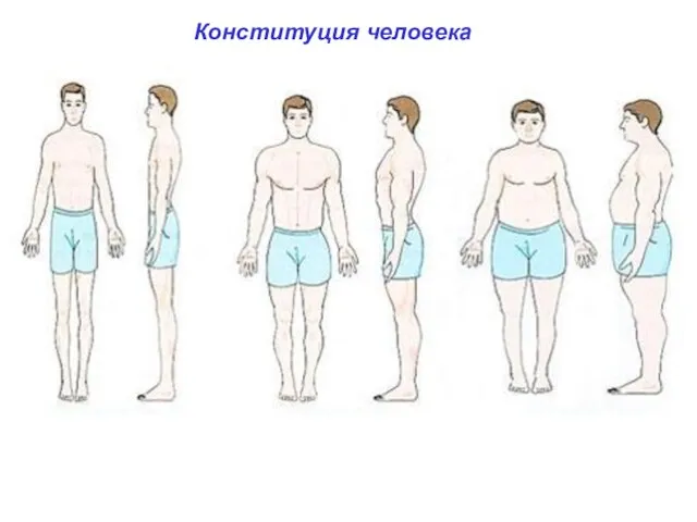 Конституция человека типы телосложения человека: долихоморфный ( от греч. dolichos — длинный),